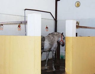 Duchas para caballos